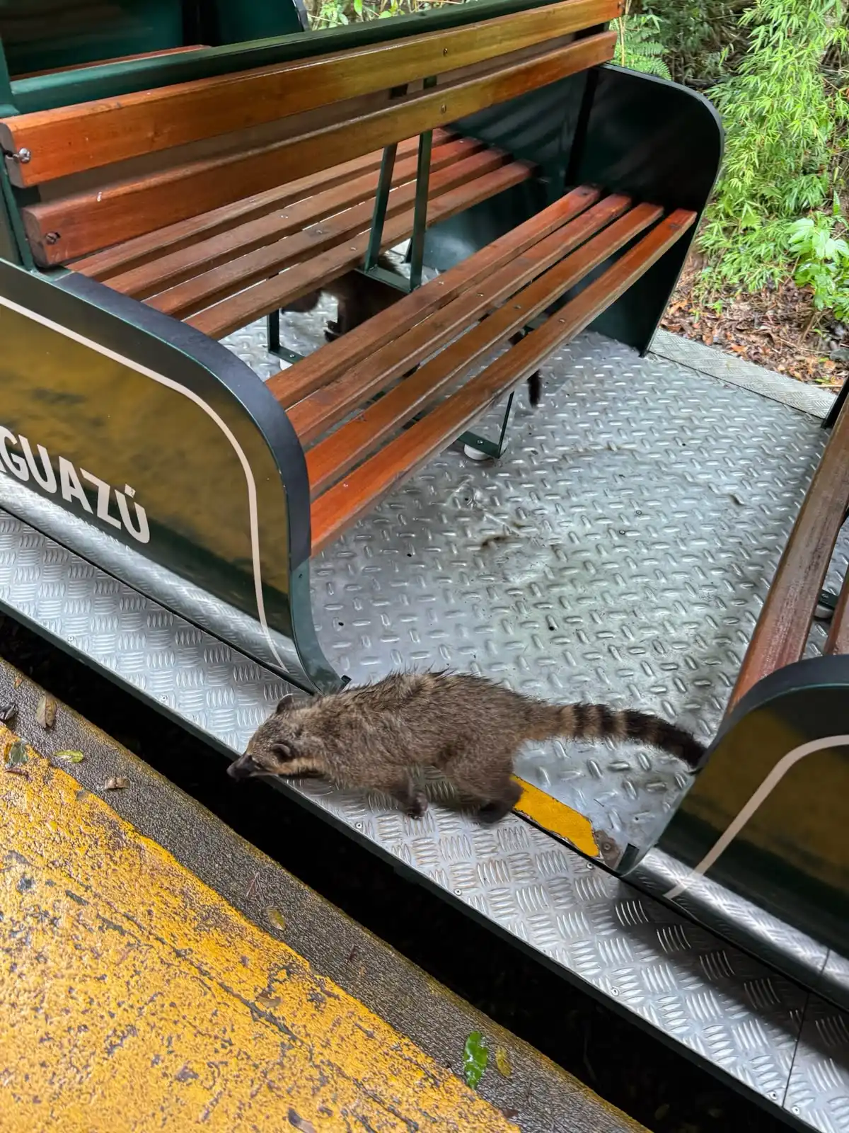quatis en iguazu